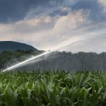 Watering a Cornfield