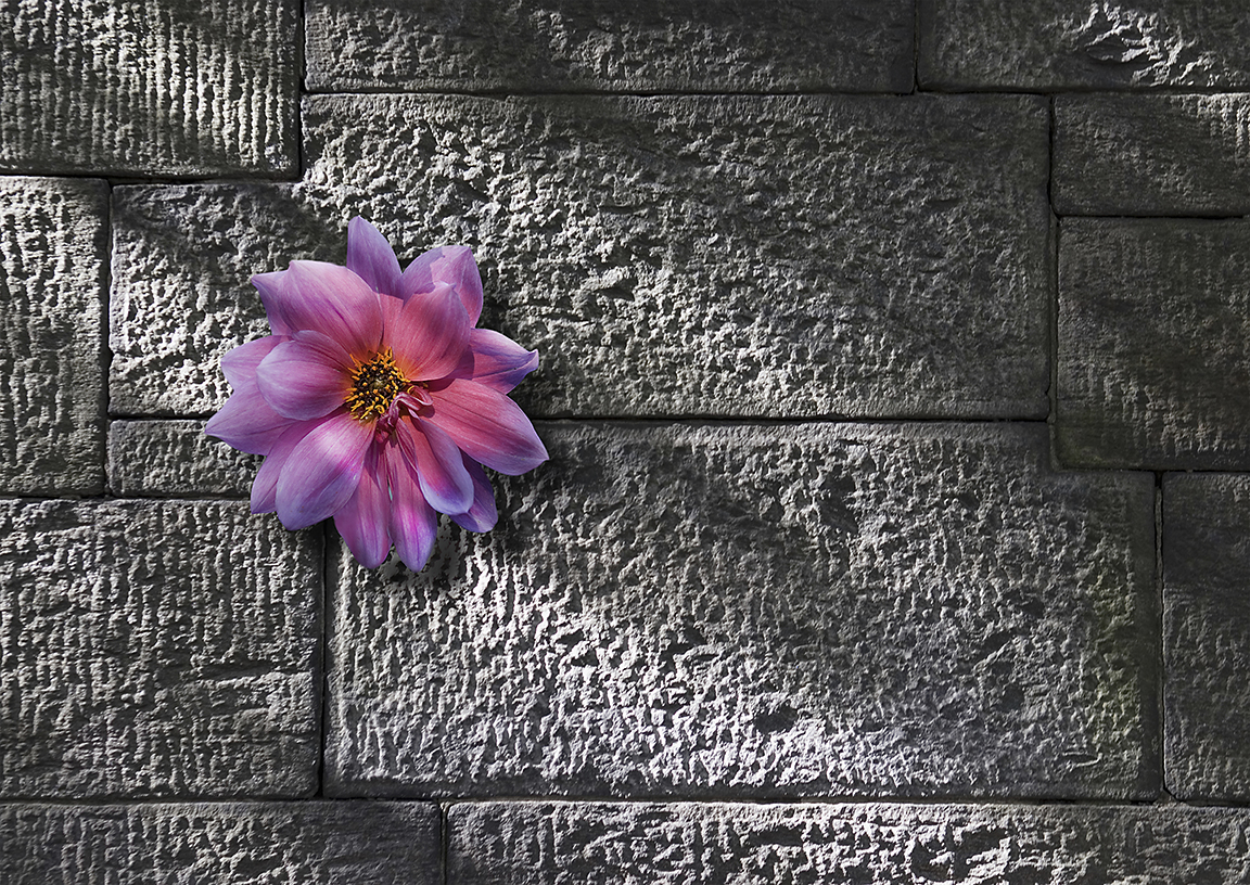 Flower on Stone