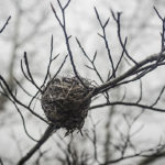 Nest at Huyck Preserve