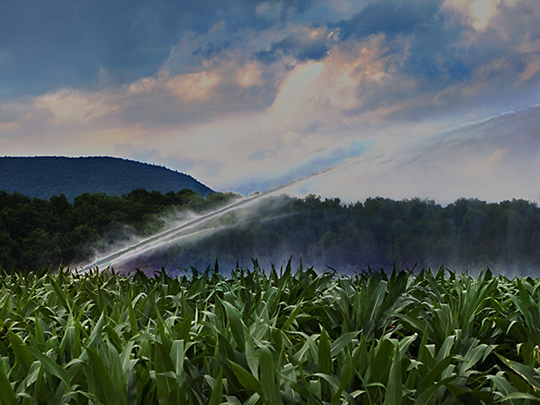 10_Watering Corn Field