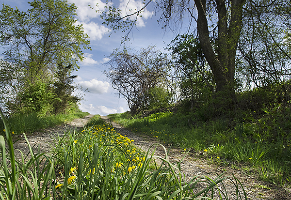 country road with dandelions
