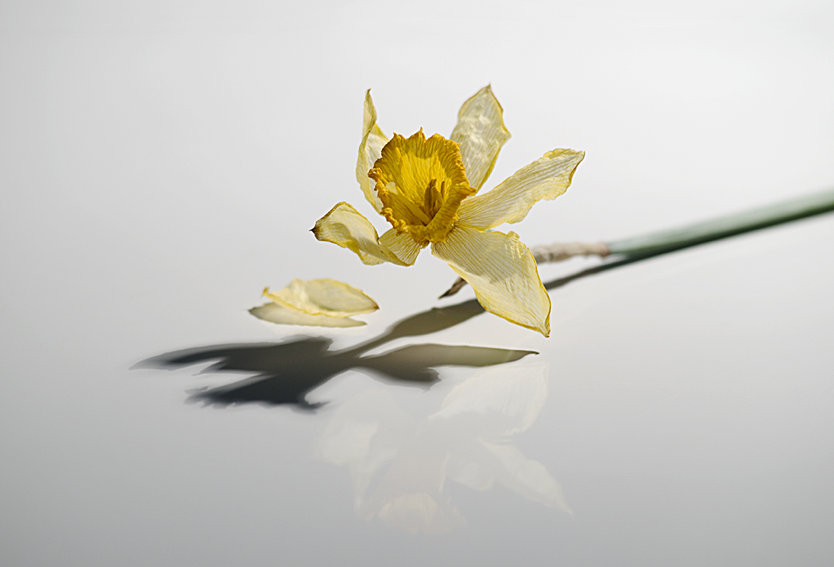 Wilted Daffodil