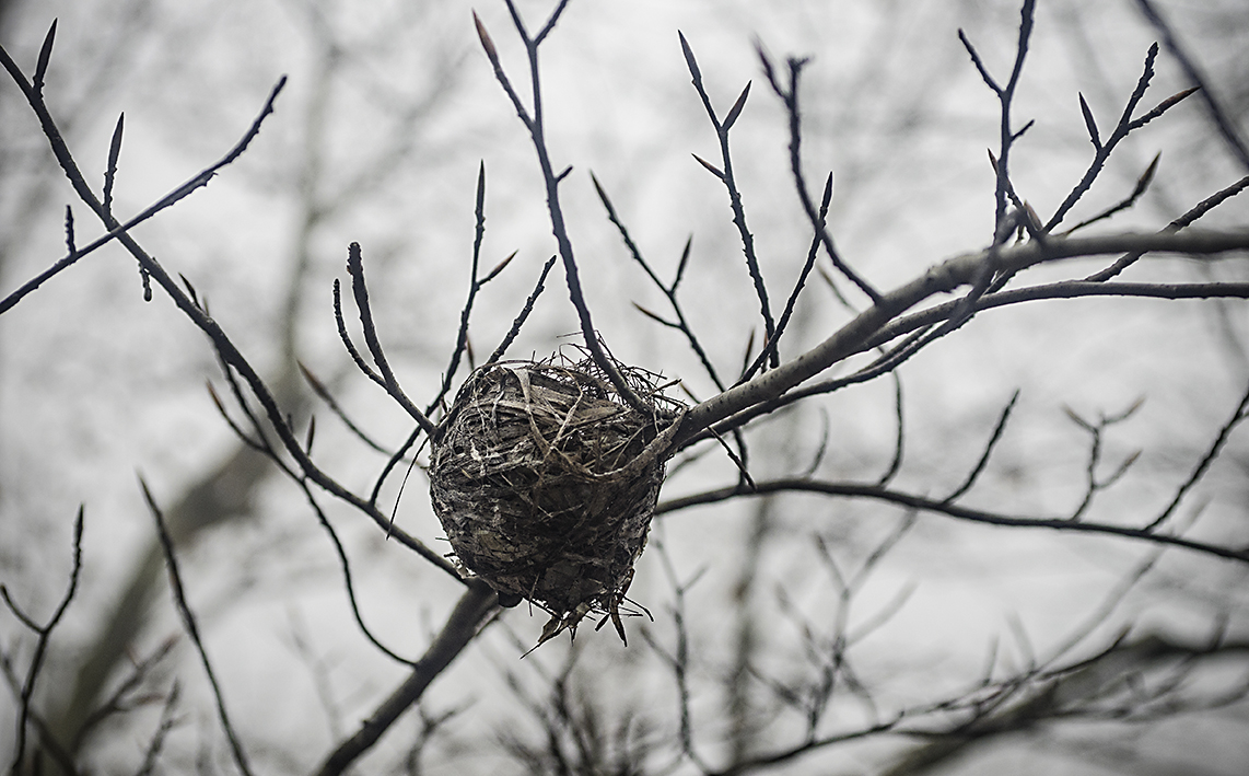 Nest at Huyck Preserve