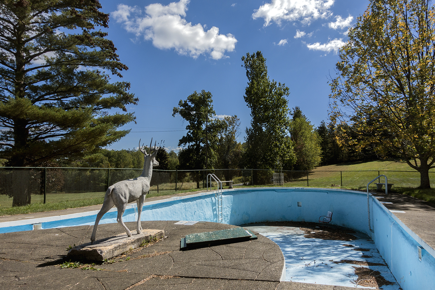 Deer at No Swimming Pool