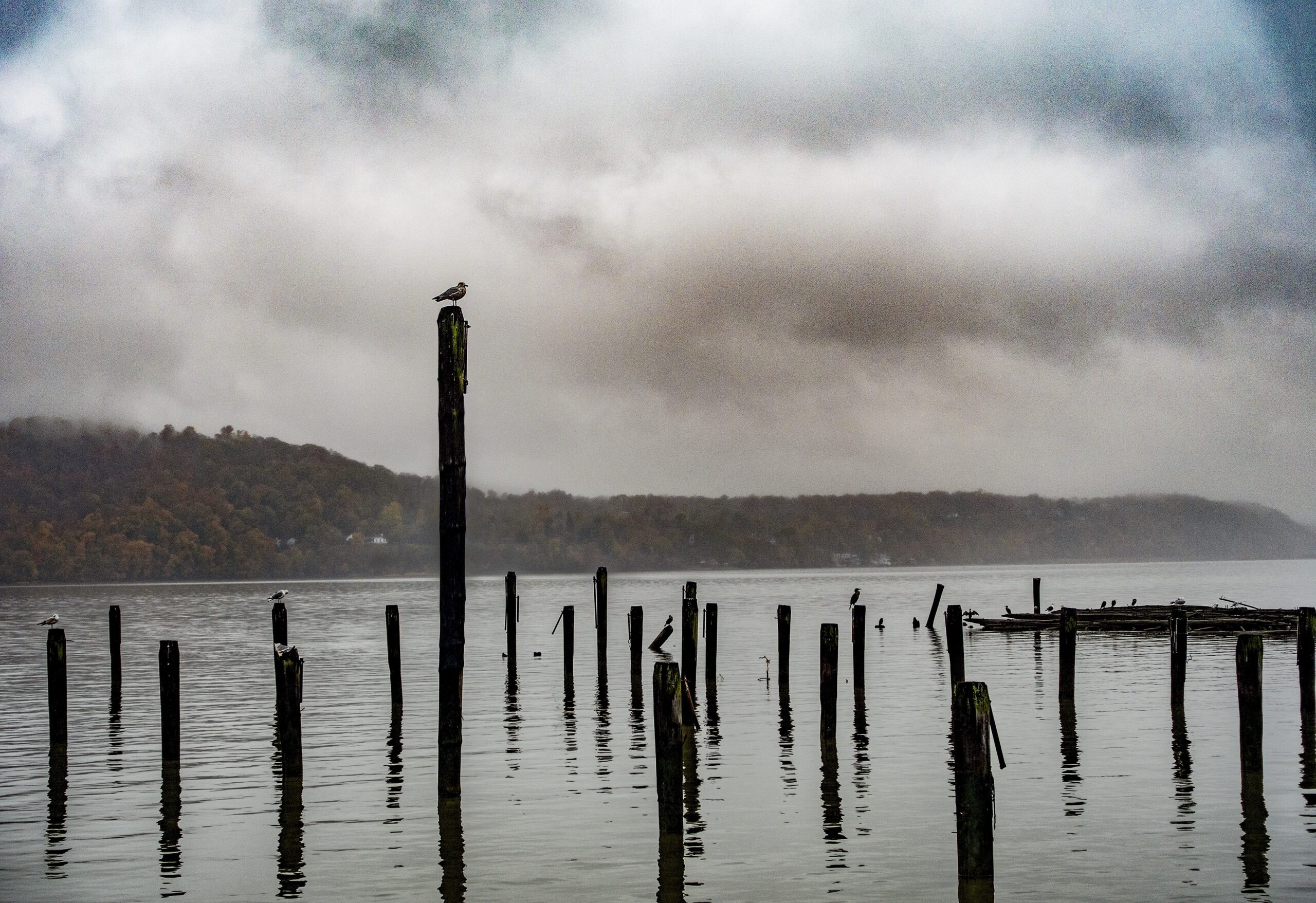 Hudson River Pier with Bird