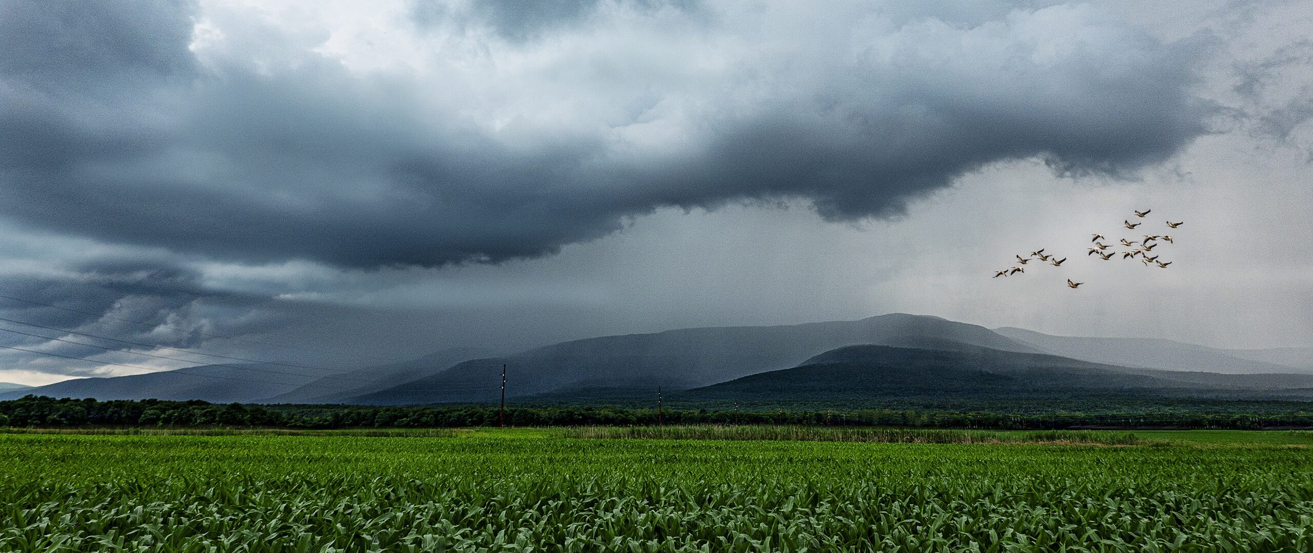 Clouds with Geese Over Cornfield